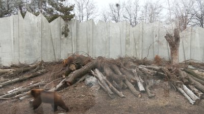 У Черкаському зоопарку після зимівлі у вольєри випустили ведмедів У Черкаському зоопарку після зимівлі у вольєри випустили ведмедів