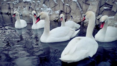 Очільник Межигірського притулку для лебедів отримав Першу Всеукраїнську зоозахисну премію Очільник Межигірського притулку для лебедів отримав Першу Всеукраїнську зоозахисну премію