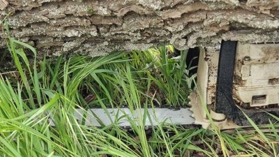 Загинув під час вирубки дерев