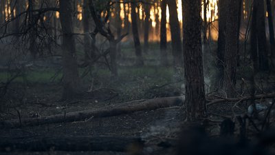 Ліси Чернігівщини: кожен шостий гектар недоступний через безпекову ситуацію