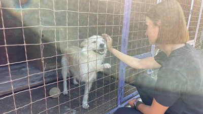У Миколаєві роблять безкоштовну стерилізацію в рамках програми "Кішка"