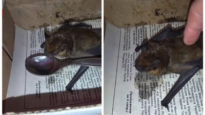 Кажан пергач пізній п'є воду Кажан пергач пізній п'є воду