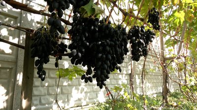 Виростив понад 100 сортів, 120 кущів: історія виноградаря-аматора з Рівненщини Виростив понад 100 сортів, 120 кущів: історія виноградаря-аматора з Рівненщини