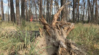 Загиблий ліс на Журавлівці у Харкові. Що стало причиною Загиблий ліс на Журавлівці у Харкові. Що стало причиною