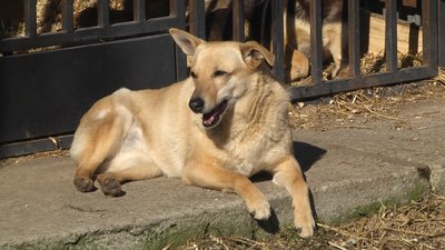У Житомирі забезпечать кормом для тварин тих, хто підгодовує бездомних котів та собак У Житомирі забезпечать кормом для тварин тих, хто підгодовує бездомних котів та собак