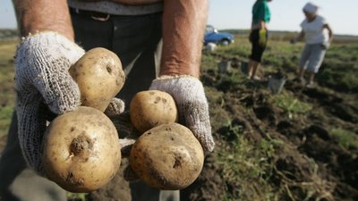 Підприємці Буковини, які вирощують картоплю, можуть отримати співфінансування. Як податись