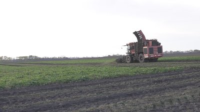 Врожайність менша на 30 відсотків: що кажуть аграрії про збір цукрових буряків на Вінниччині Врожайність менша на 30 відсотків: що кажуть аграрії про збір цукрових буряків на Вінниччині