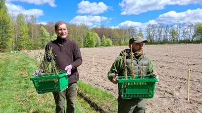 Лісівники висадили клонову плантацію сосни на Хмельниччині