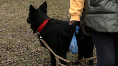 Чи має власник собаки прибирати за своїм улюбленцем: позиції рівнянина, волонтерки та патрульної поліцейської Чи має власник собаки прибирати за своїм улюбленцем: позиції рівнянина, волонтерки та патрульної поліцейської