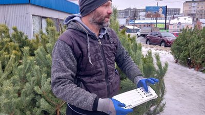 На Сумщині перевірили законність продажу ялинок На Сумщині перевірили законність продажу ялинок