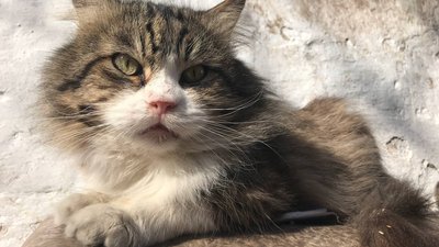 "Котиків шкода". На території Одеського жіночого монастиря облаштували притулок для тварин "Котиків шкода". На території Одеського жіночого монастиря облаштували притулок для тварин