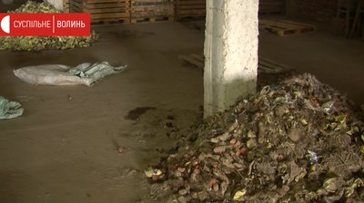 Через карантин волинський фермер не має куди подіти 100 тонн овочів Через карантин волинський фермер не має куди подіти 100 тонн овочів
