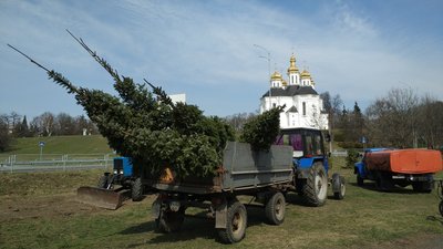 На в'їзді до Чернігова висадили сім ялинок замість тих, що не прижилися