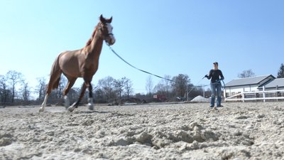 "Головне — вижити й людям, і коням". На Прикарпаття з Київщини перевезли 14 коней "Головне — вижити й людям, і коням". На Прикарпаття з Київщини перевезли 14 коней