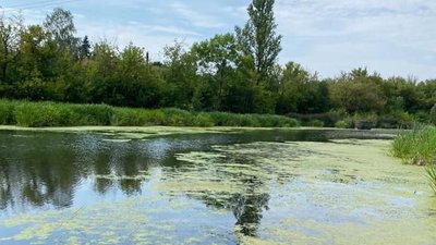 Результати лабораторного дослідження проб води у річці Хомора на Житомирщині показали нестачу розчинного кисню