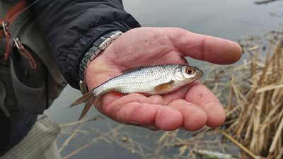 На Полтавщині почала діяти нерестова заборона на вилов риби На Полтавщині почала діяти нерестова заборона на вилов риби