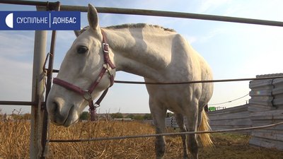 На Донеччині проводять безкоштовні сеанси іпотерапії На Донеччині проводять безкоштовні сеанси іпотерапії