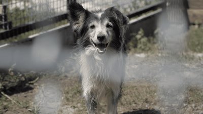 хоспіс, тварини, собака, Дніпро