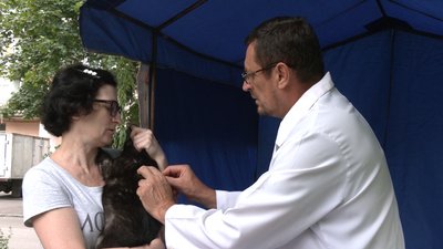 У Рівному почали щеплювати від сказу котів та собак У Рівному почали щеплювати від сказу котів та собак