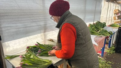 Як родина на Черкащині вирощує тюльпани Як родина на Черкащині вирощує тюльпани