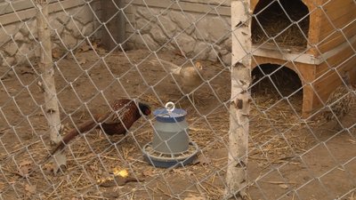 У спецшколі Житомира започаткували цикл уроків просто неба "Віконечко в природу" У спецшколі Житомира започаткували цикл уроків просто неба "Віконечко в природу"