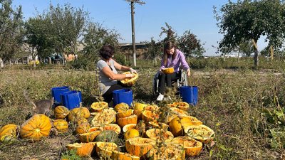 Голонасінні гарбузи: господар з Волині збирає урожай Голонасінні гарбузи: господар з Волині збирає урожай