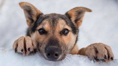 Відповідальність: як законом регулюється вигул тварин Відповідальність: як законом регулюється вигул тварин