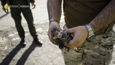 Війна й коти: евакуація тварин із колонії з-під Мар’їнки. Фоторепортаж Війна й коти: евакуація тварин із колонії з-під Мар’їнки. Фоторепортаж