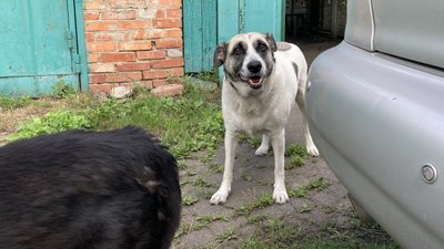 волонтери харків волонтери харків