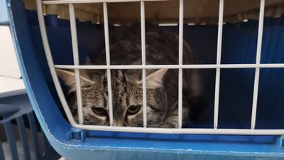 У Полтавській громаді безплатно стерилізують котів: хто може записати тварину на операцію У Полтавській громаді безплатно стерилізують котів: хто може записати тварину на операцію