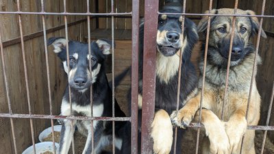 Як волонтери у Сумах прилаштовували безпритульних тварин Як волонтери у Сумах прилаштовували безпритульних тварин