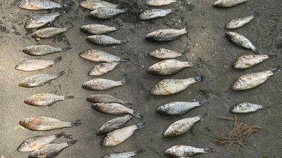 На Вінниччині чоловіка підозрюють у тому, що він наловив карасів