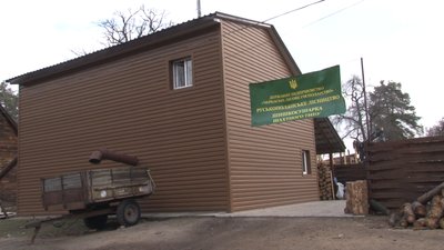 Черкаські лісівники заготовляють насіння сосни