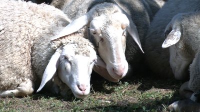 Фермерське господарство з Франківщини може отримати статус племінного репродуктора української гірсько-карпатської вівці