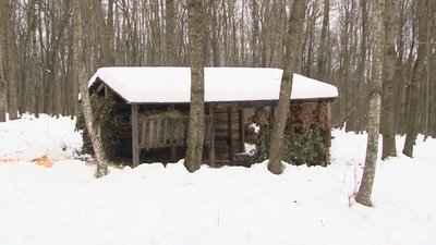 Сіном, гілками та насінням: на Черкащині лісівники підгодовують тварин