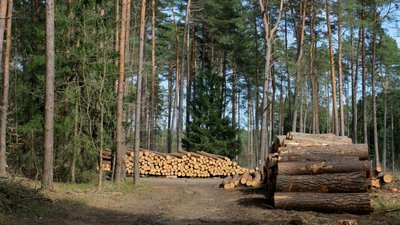 дерева, ліс, вирубка