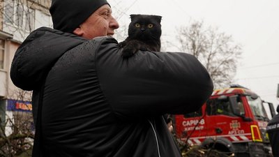 кішка Мія, врятована тварина