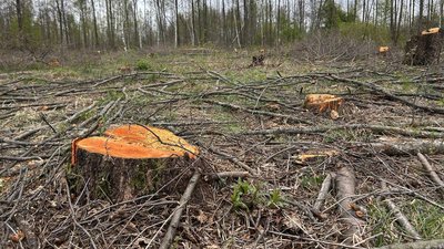 ліс, вирубка лісу, спиляні дерева