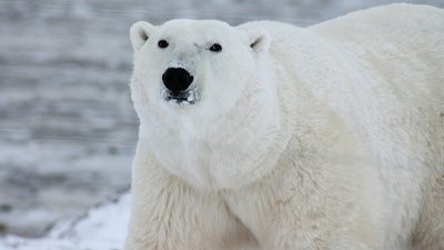 У Миколаївському зоопарку відзначають Міжнародний день ведмедя