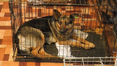 тварини безкоштовно стерилізують волонтери благодійний фонд "Happy Paw" Костянтинівка Донеччина тварини безкоштовно стерилізують волонтери благодійний фонд "Happy Paw" Костянтинівка Донеччина