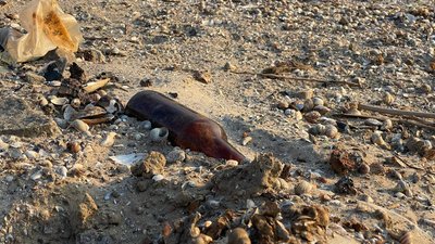Місяць після підриву Каховської ГЕС: стан водойм Кушугумської громади на Запоріжжі – фоторепортаж