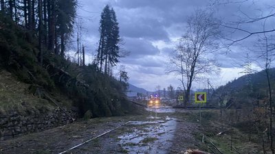 На Закарпатті вітер повалив на дорогу понад сорок дерев
