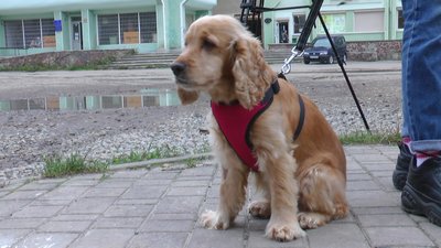 Знайшли ще одного. У Франківську продовжують отруюватися собаки