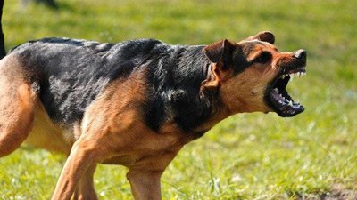 Через собак багатоповерхівка на Хмельниччині залишається без тепла