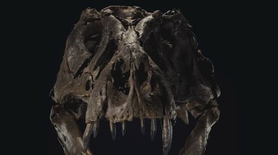 Скелет тиранозавра продали на аукціоні Christie's за майже 32 мільйони доларів Скелет тиранозавра продали на аукціоні Christie's за майже 32 мільйони доларів
