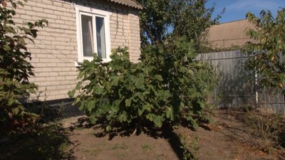На Черкащині вирощує кримський інжир. Асан Саліджанов