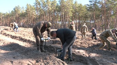 Мільйон сіянців – за тиждень: на Черкащині саджають ліс
