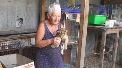 У Хмельницькому народилося левеня