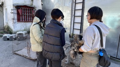Алабай, такса, болонки: у Полтаві вилучили породних собак, яких утримували у неналежних умовах Алабай, такса, болонки: у Полтаві вилучили породних собак, яких утримували у неналежних умовах
