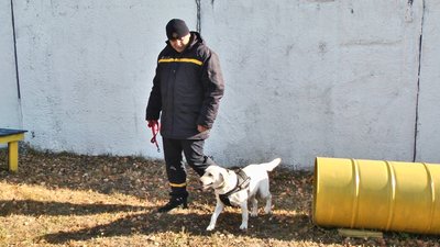 Лабрадор-ретрівер Небраска з інструктором службового собаківництва Володимиром Шевченком. Лабрадор-ретрівер Небраска з інструктором службового собаківництва Володимиром Шевченком.